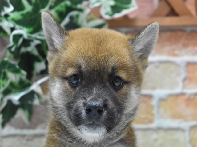 静岡県の柴犬(標準サイズ) (ペッツワン沼津店/2024年7月30日生まれ/男の子/赤)の子犬